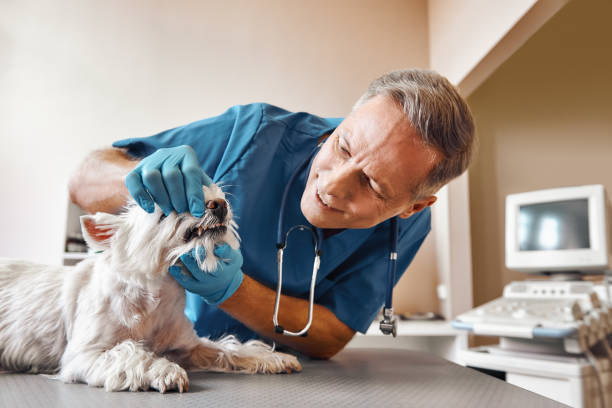 Best Emergency Root Canal Treatment in Wimauma, FL